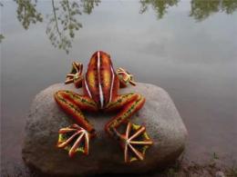 海乐园毛绒玩具红色飞蛙