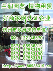 67杭州花卉租赁-杭州花卉租摆-杭州办公室花卉出租