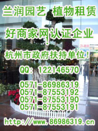67杭州花卉租赁-杭州花卉租摆-杭州办公室花卉出租