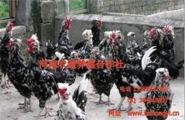 北京贵妃鸡养殖场 北京贵妃鸡养殖场 北京贵妃鸡苗批发