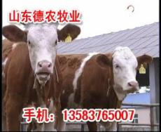 菏泽肉牛养殖场杭州肉牛养殖场陈巴尔虎旗肉牛养殖场