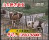 三门峡肉牛养殖场鹤壁肉牛养殖场濮阳肉牛养殖场