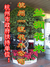 杭州市及周边租售观赏 植物养护