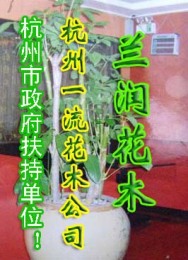34-杭州花草盆景公司 杭州绿植租赁
