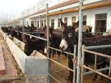 肉驴养殖养肉驴肉牛肉驴养殖场肉驴养殖效益分析