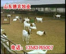 波尔山羊养殖视频波尔山羊视频波尔山羊的价格