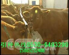 买小牛犊怎么能看出是健康牛生长速度快的牛