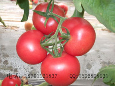 供应番茄种子 西红柿种子 蔬菜种子类型 番茄加工