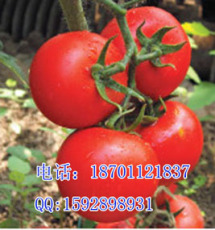 进口番茄种子价格 农业种子 种苗优质西红柿种子供应