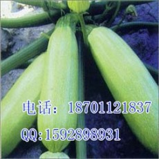 西葫芦种子种植 优良西葫芦种子 进口西葫芦种子批发销售
