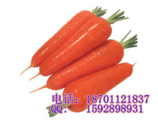 胡萝卜种子 进口萝卜种子 胡萝卜种子价格