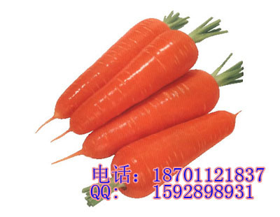 胡萝卜种子 进口萝卜种子 胡萝卜种子价格