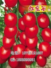 樱桃番茄种子 圣女果番茄种子 番茄种子价格