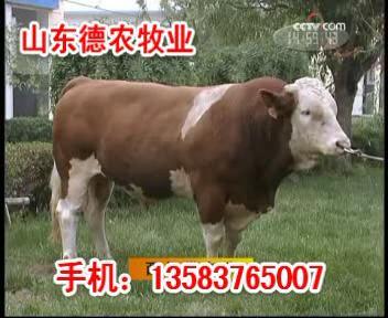 肉牛养殖场浙江肉牛养殖场嘉兴肉牛养殖场--山东德农牧业