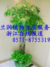 宾馆酒店 写字楼 庭院绿植花卉租赁 绿化养护杭州花卉