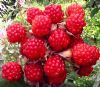 國家級龍頭產業--樹 紅 莓栽培及產品開發
