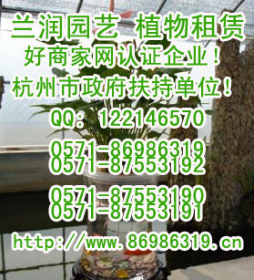 88-00杭州植物租赁公司