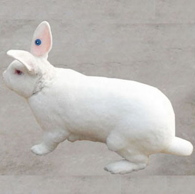 獭兔养殖前景 獭兔养殖技术 獭兔饲料配方