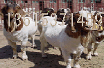 安徽肉羊养殖效益如何肉羊市场价格走势