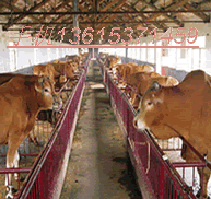 优质肉牛品种介绍-肉牛价格及肉牛养殖成本