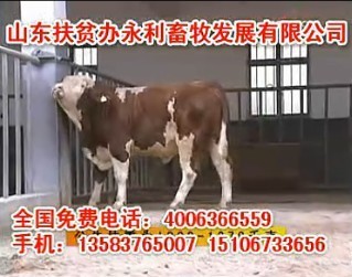 陕西哪里有肉牛养殖基地% %陕西哪里卖肉牛