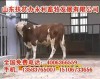 湖北哪里有肉牛养殖基地RE湖北哪里卖肉牛