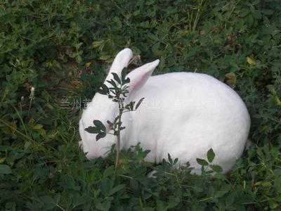 甘肃獭兔疫苗供应 甘肃獭兔皮供应 甘肃獭兔