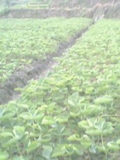 优质草莓苗供应