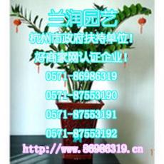杭州室内植物租赁商务楼植物租赁杭州办公室植物租赁