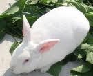 獭兔价格 獭兔饲料配方 獭兔养殖基地