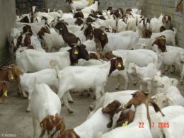 山东肉羊 河北肉羊 甘肃肉羊发展 肉羊养殖场