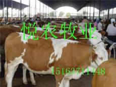 专业肉牛养殖基地 提供优质肉牛