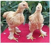 兰州山鸡价格 甘肃鸵鸟出售 西北宫廷皇鸡低价出售