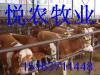 供应肉牛肉牛品种肉牛养殖肉牛效益