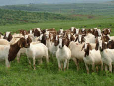 纯种波尔山羊2-5代 小尾寒羊 肉羊 养殖技术