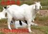 内蒙古绒山羊养殖技术 绒山羊价格 绒山羊饲养成本