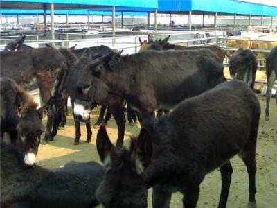 供应悦农牧业肉驴 肉驴价格 肉驴养殖