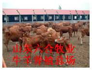 山东肉牛羊肉驴六合牧业养殖总场