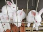 獭兔最新价格 獭兔养殖行情 獭兔前景
