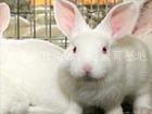 河南獭兔养殖场 出售獭兔 种兔 肉兔
