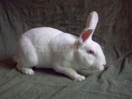菏泽獭兔养殖场 菏泽獭兔 獭兔价格