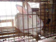 济宁獭兔养殖基地 獭兔行情