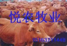 山东济宁大型肉牛养殖厂 供应育肥牛肉牛犊 改良肉牛