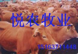 山东济宁大型肉牛养殖厂 供应育肥牛肉牛犊 改良肉牛
