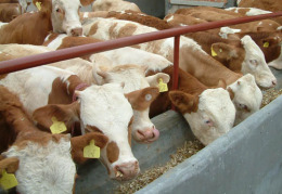 悦农牧业供应各种优质肉牛 肉羊 驴