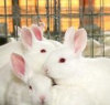 獭兔种兔 肉兔种兔 獭兔养殖技术 獭兔养殖效益