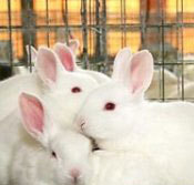 獭兔种兔 肉兔种兔 獭兔养殖技术 獭兔养殖效益