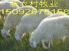 供应鲁西南绵羊 小尾寒羊 种羊羔 运城肉羊养殖场