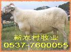 供应忻州小尾寒羊品种 肉羊养殖信息 山西养殖网