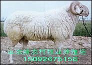 供应小尾寒羊羔羊 肉羊行情 种公羊 山西养殖网
